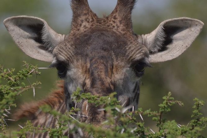 10 Days Migration Luxury Safari - Key points at a glance