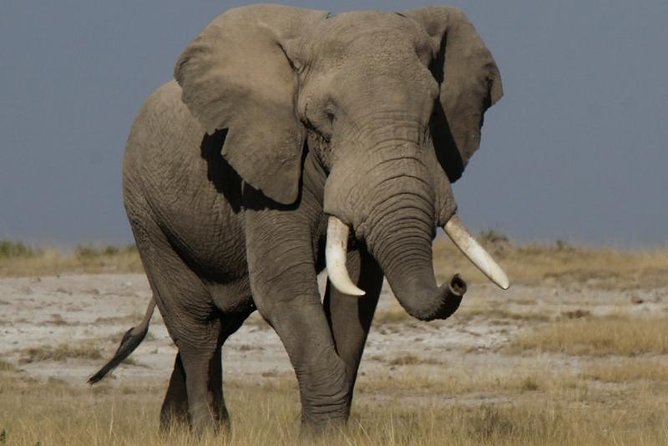 10 Days Migration Luxury Safari - Days 2 and 3: Elephants and open views in Amboseli