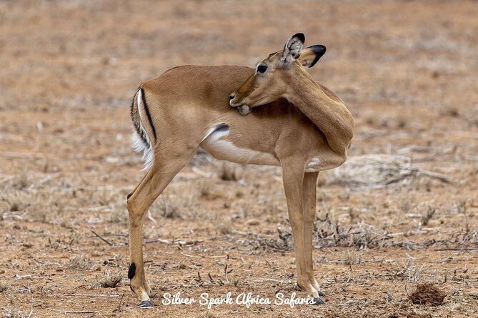 11-Day Serengeti, Maasai Mara, Tarangire, Amboseli Park - Key points to know before booking