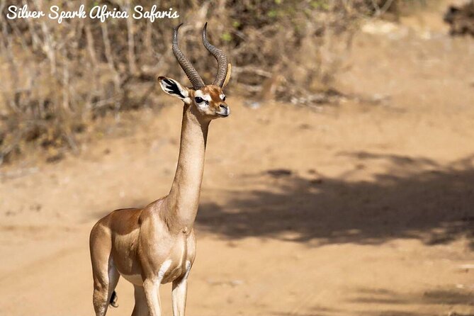 11-Day Serengeti, Maasai Mara, Tarangire, Amboseli Park - Ngorongoro Crater closes the safari strongly