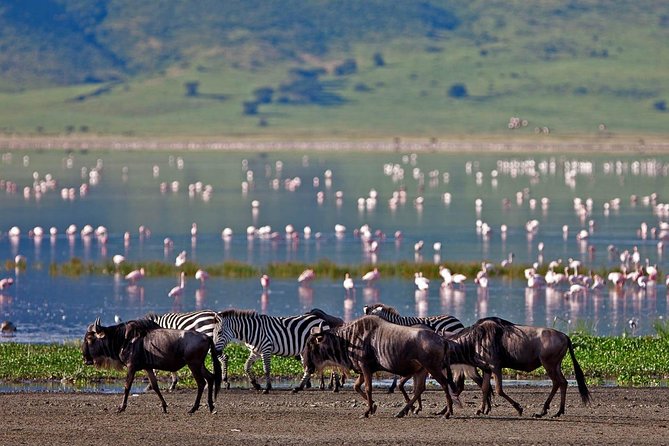 11-Days Best of Kenya & Tanzania Big 5 Safari on a 4x4 Jeep - Maasai Mara, with two serious game-drive days