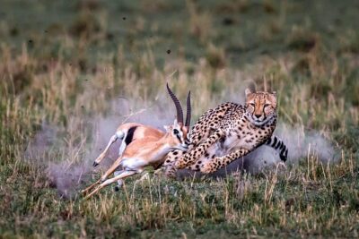 11-Days Best of Kenya & Tanzania Big 5 Safari on a 4×4 Jeep