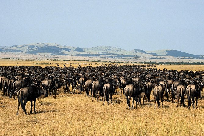 11-Days Best of Kenya & Tanzania Big 5 Safari on a 4x4 Jeep - Two different Serengeti experiences