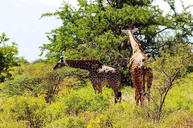 11-Days Best of Kenya & Tanzania Big 5 Safari on a 4x4 Jeep - Ngorongoro Crater, one of the trip’s big payoffs