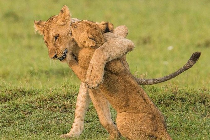 11-Days Best of Kenya & Tanzania Big 5 Safari on a 4x4 Jeep - Lake Manyara and the final move to Arusha
