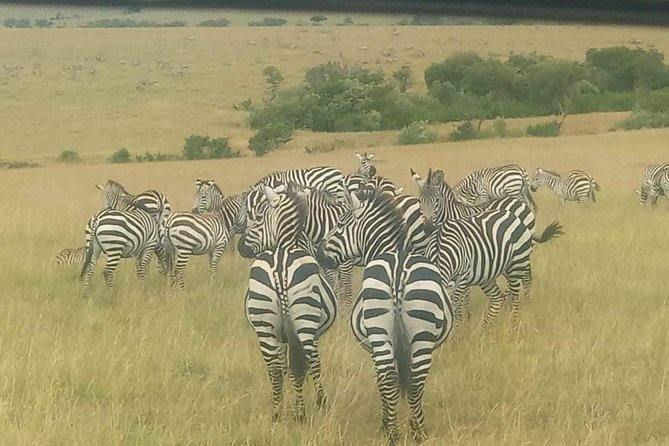 11 Days Guided Group Safari in Kenya And Tanzania - What $2,400 buys you