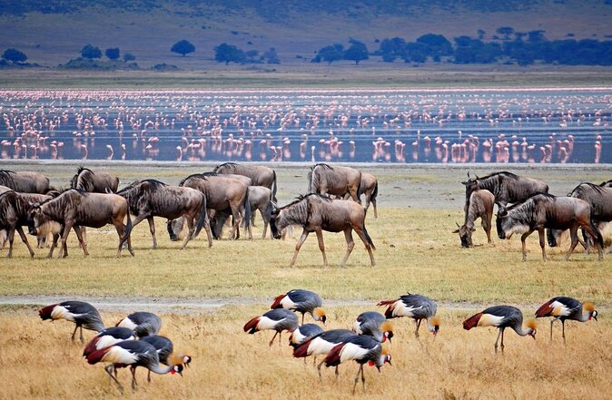 11 Days Guided Group Safari in Kenya And Tanzania - Day 6: Crossing from Kenya into Tanzania