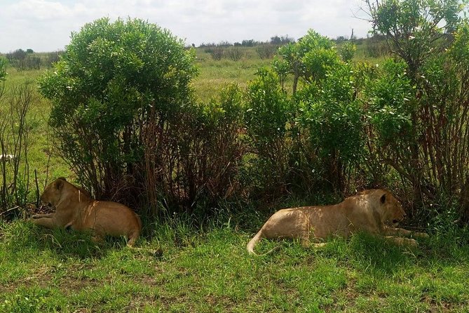 11 Days Guided Group Safari in Kenya And Tanzania - Day 7: Lake Manyara’s birds and tree-climbing lions