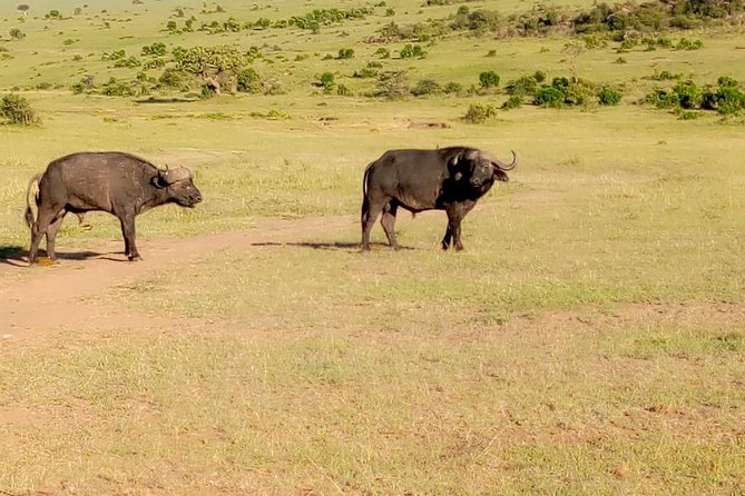 11 Days Guided Group Safari in Kenya And Tanzania - Day 8: A full day inside Ngorongoro Crater