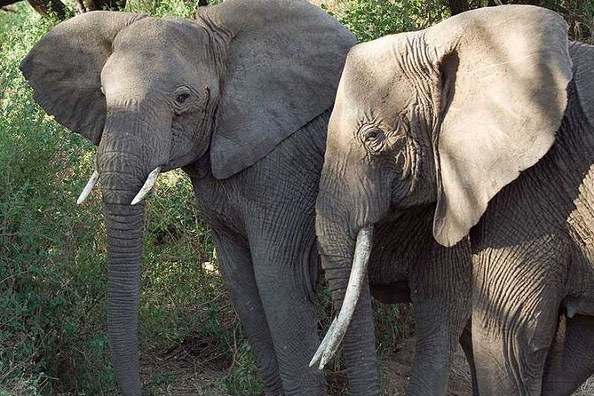 11 Days Guided Group Safari in Kenya And Tanzania - Day 9: Olduvai Gorge and the Serengeti