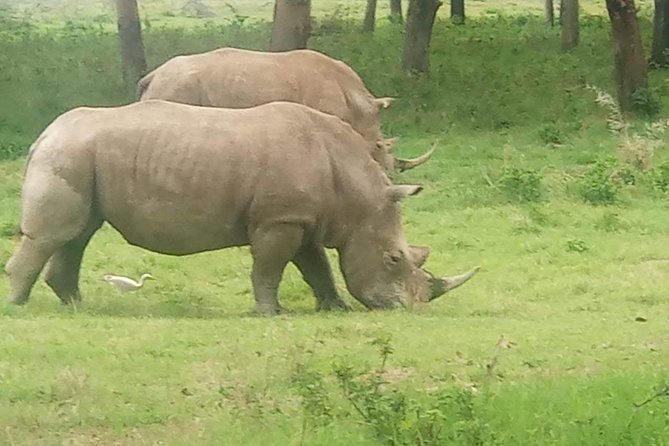 11 Days Guided Group Safari in Kenya And Tanzania - Days 1 and 2: First sightings in Maasai Mara