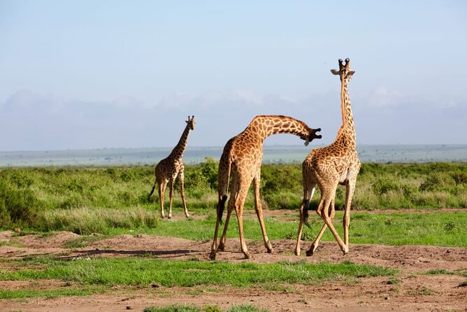 11 Days Private Tour to Explore Amboseli and Samburu - Day 5: A full day in Maasai Mara