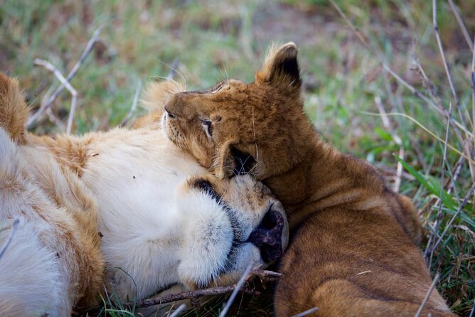 11 Days Private Tour to Explore Amboseli and Samburu - Days 9 and 10: Tsavo East and the red-earth wilderness