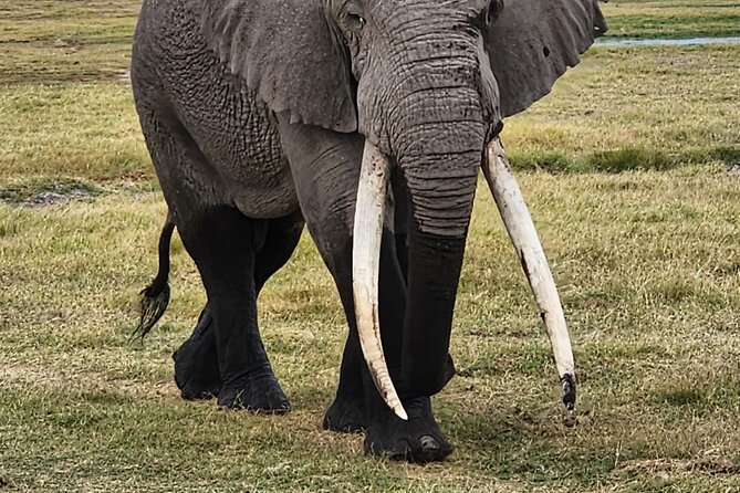 11 Days Private Tour to Explore Amboseli and Samburu - Days 1 and 2: Samburu’s quieter northern wildlife
