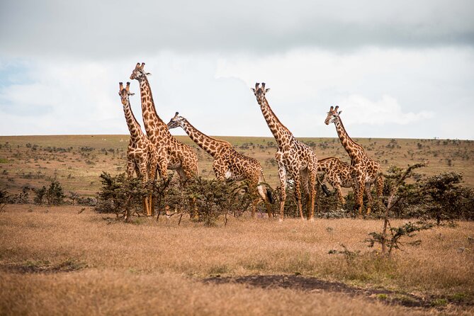 12 Days Best Of Kenya and Tanzania Safari - Luxury - Day 1: An easy arrival in Nairobi