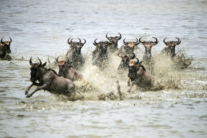 12 Days Best Of Kenya and Tanzania Safari - Luxury - Days 3 to 5: Three full days in the Maasai Mara