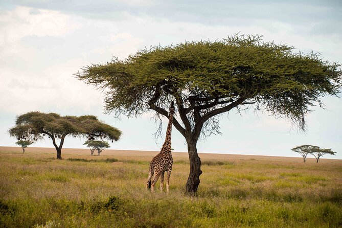 12 Days Best Of Kenya and Tanzania Safari - Luxury - Day 6: Crossing from Kenya into Tanzania