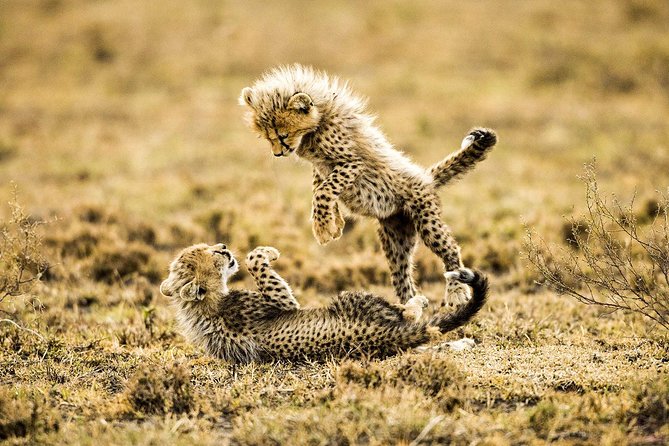 12 Days Best Of Kenya and Tanzania Safari - Luxury - Days 7 and 8: The wide-open Serengeti