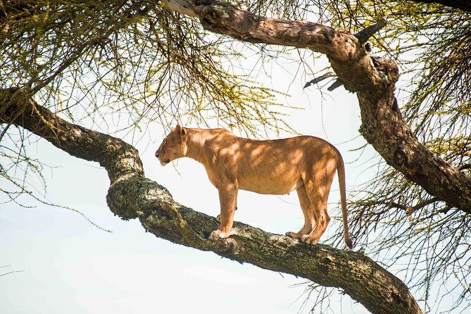 12 Days Best Of Kenya and Tanzania Safari - Luxury - Days 10 and 11: Returning to Kenya for Amboseli