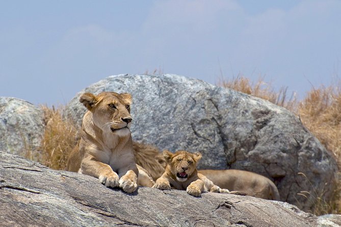 12 Days Kenya & Tanzania Safari Private Lodge Safari from Nairobi - Tarangire and the return to Arusha