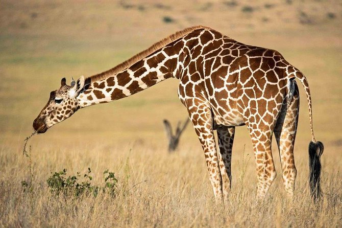 12 Days Kenya Tanzania wildlife Joining Tour - Ngorongoro Crater delivers the grand finale