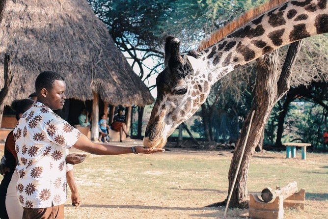 12 Days Kenya Tanzania wildlife Joining Tour - Maasai Mara: lions, migration country, and big skies