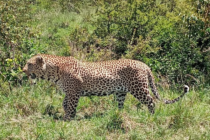 12 Days Samburu Ol-pejeta lake Nakuru Masai Mara lake Naivasha Amboseli safari - What the $3,590 safari really gives you