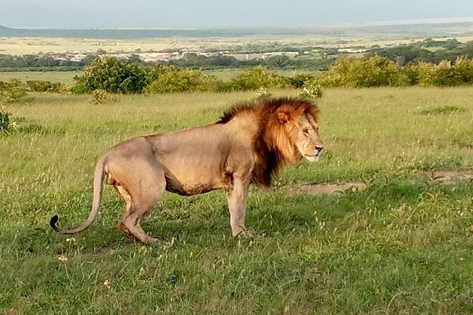 12 Days Samburu Ol-pejeta lake Nakuru Masai Mara lake Naivasha Amboseli safari - Days 2 and 3: Samburu and Kenya’s northern specialties