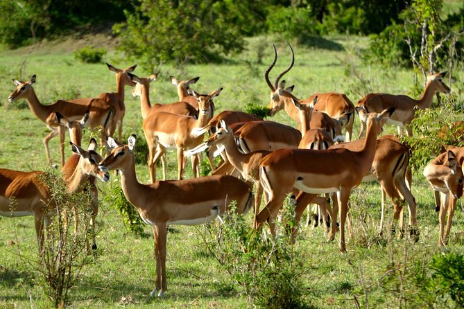 12 Days Samburu Ol-pejeta lake Nakuru Masai Mara lake Naivasha Amboseli safari - Day 4: Ol Pejeta, wildlife with a conservation purpose