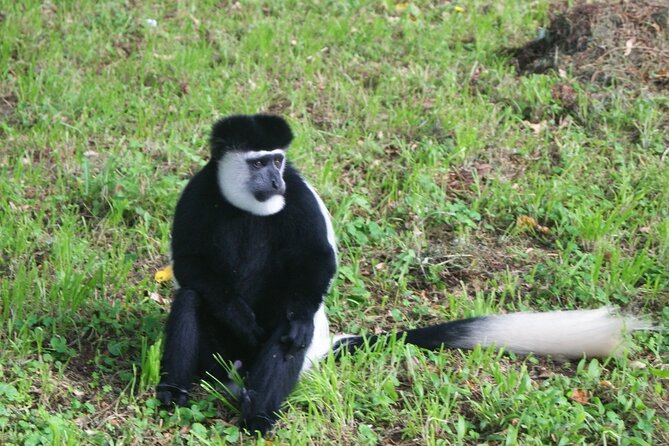 12 Days wildebeest migration Masai Mara Nakuru Uganda gorilla trekking safari - Why This Kenya and Uganda Combination Works