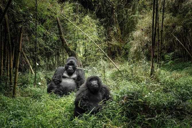 12 Days wildebeest migration Masai Mara Nakuru Uganda gorilla trekking safari - Days 2 and 3: Big Cats and Open Plains in Masai Mara