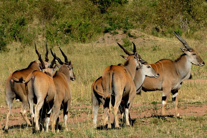 12 Days wildebeest migration Masai Mara Nakuru Uganda gorilla trekking safari - Day 4: Rhinos and Birdlife at Lake Nakuru
