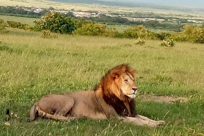 12 Days wildebeest migration Masai Mara Nakuru Uganda gorilla trekking safari - Day 5: Hot Springs and Geysers at Lake Bogoria