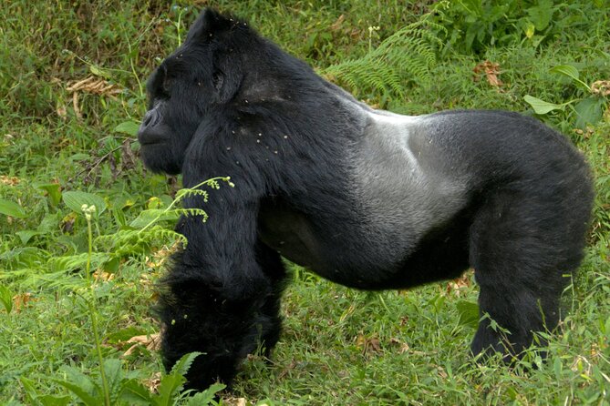 12 Days wildebeest migration Masai Mara Nakuru Uganda gorilla trekking safari - Day 1: A Soft Landing Near Nairobi Airport