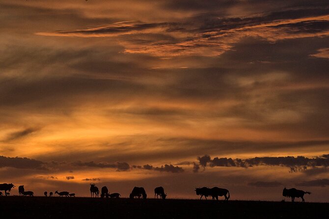 13-Day Private Wildlife Safari Tour of Kenya and Tanzania - Starting in Nairobi and heading north to Samburu