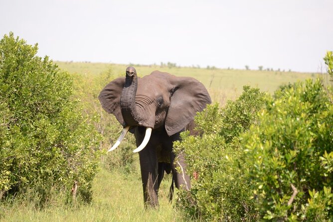 13-Day Private Wildlife Safari Tour of Kenya and Tanzania - Three nights in the Maasai Mara