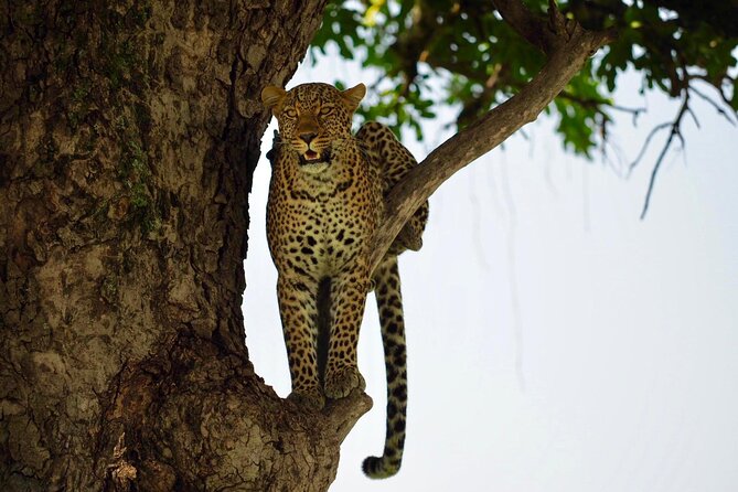 13-Day Private Wildlife Safari Tour of Kenya and Tanzania - A full day inside Ngorongoro Crater