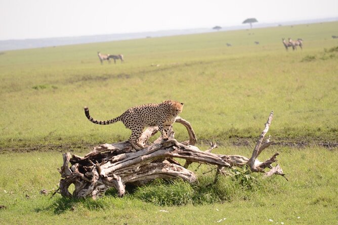 13-Day Private Wildlife Safari Tour of Kenya and Tanzania - A full Samburu day with two game drives