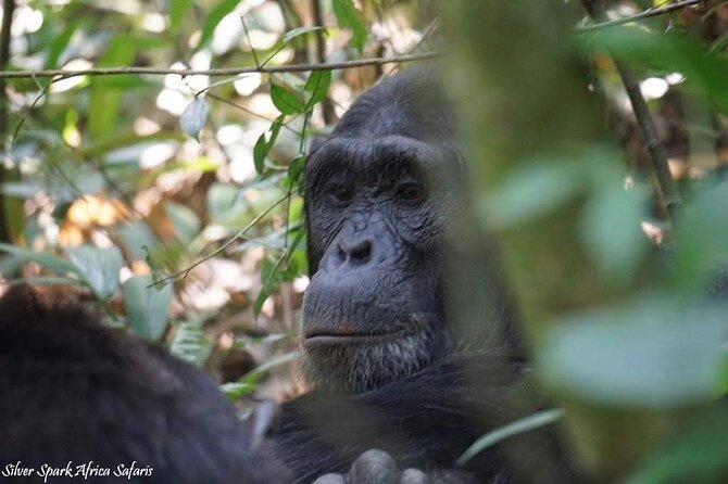 13-Day Uganda Mgahinga Gorilla Trek, Maasai Amboseli Park - Key points to know before booking