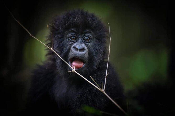 13-Day Uganda Mgahinga Gorilla Trek, Maasai Amboseli Park - Why this Kenya and Uganda route is so ambitious