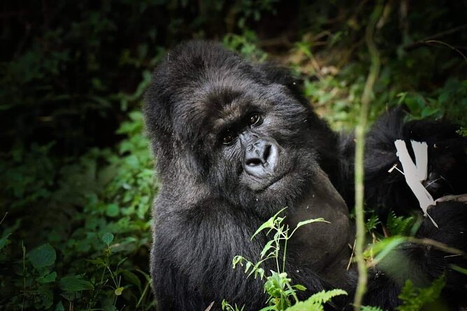 13-Day Uganda Mgahinga Gorilla Trek, Maasai Amboseli Park - Day 1: Nairobi begins with giraffes and dinner