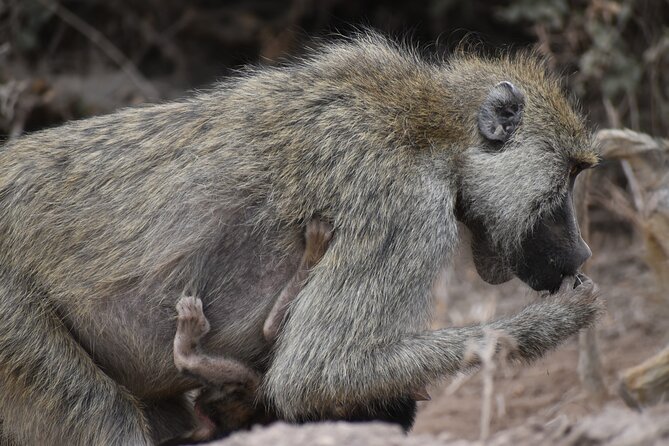 13 Days Best of Kenya and Tanzania BudgetSafari - Days 3 and 4: Lake Nakuru adds rhinos and birdlife