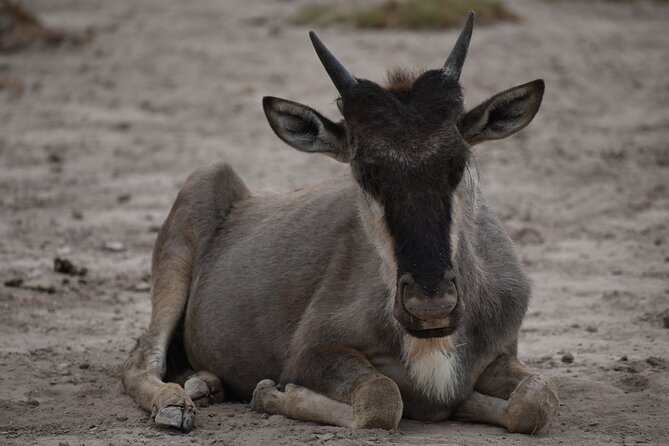 13 Days Best of Kenya and Tanzania BudgetSafari - Days 7 and 8: Lake Manyara and the road to Serengeti