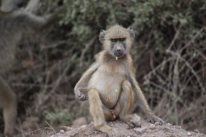 13 Days Best of Kenya and Tanzania BudgetSafari - Days 9 and 10: Serengeti plains and Ngorongoro Crater