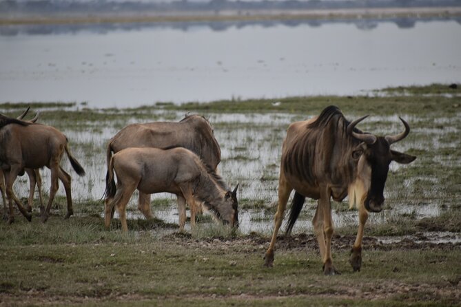 13 Days Best of Kenya and Tanzania BudgetSafari - Day 13: The return to Nairobi needs clarification
