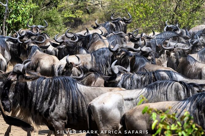 14-Day Serengeti Maasai Mara Amboseli Tarangire Zanzibar - What the $5,000 price really buys you