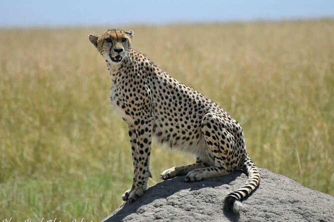 14-Day Serengeti Maasai Mara Amboseli Tarangire Zanzibar - Days 5 and 6: Amboseli beneath Mount Kilimanjaro