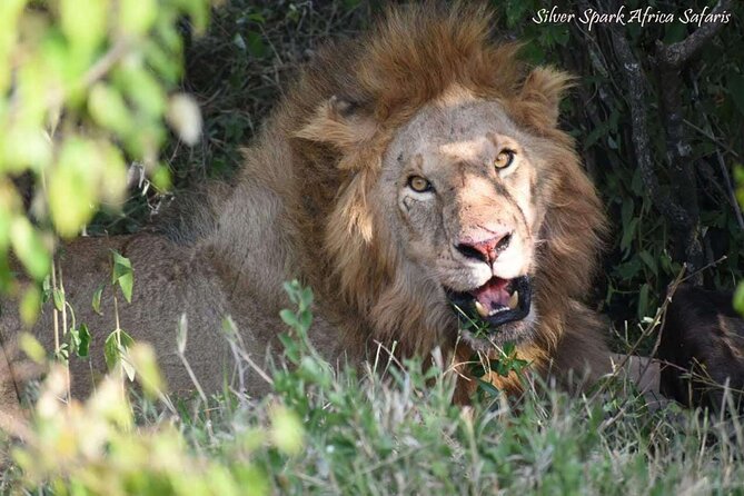 14-Day Serengeti Maasai Mara Amboseli Tarangire Zanzibar - Days 1 and 2: Starting with lions in Maasai Mara