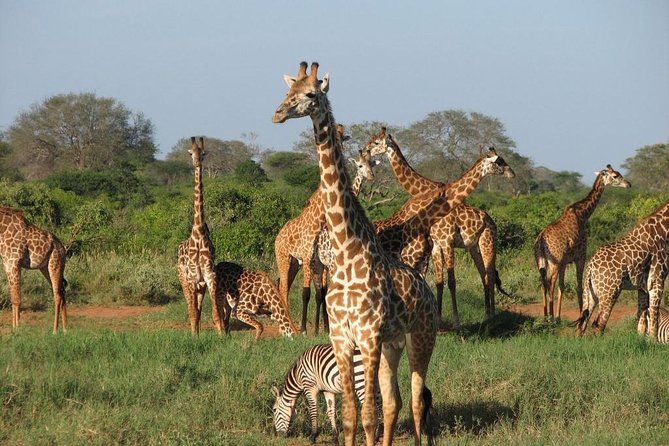 14-Days Kenya and Tanzania Camping Safari from Nairobi - Day 7: A quieter park day in Arusha