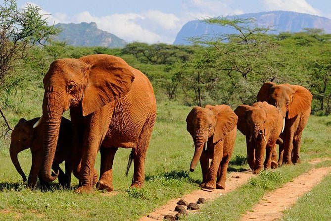 14-Days Kenya and Tanzania Camping Safari from Nairobi - Days 9 and 10: Two nights in the Serengeti